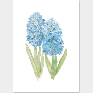 2 blue hyacinth ink and watercolor Posters and Art